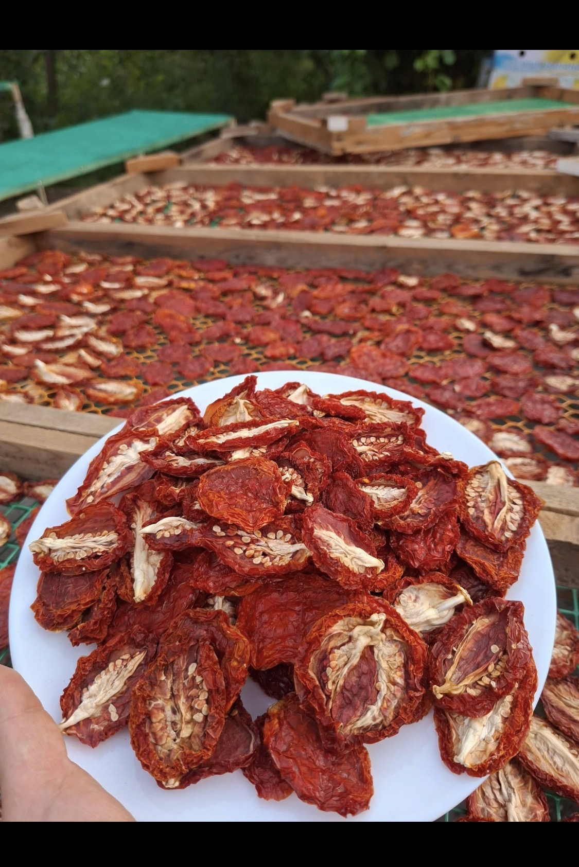 Traditionelle natürliche Trocknung von Früchten in Armavir, Armenien